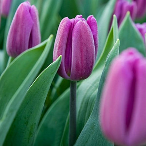 Tulipa 'Purple Flag',Tulip 'Purple Flag', Triumph Tulip 'Purple Flag', Triumph Tulips, Spring Bulbs, Spring Flowers, Purple Tulip